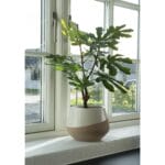 Pot de fleurs Bicolore
